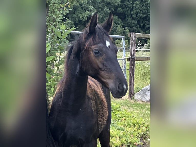 Oldenburg Stallion Foal (02/2025) Black in Ihlow