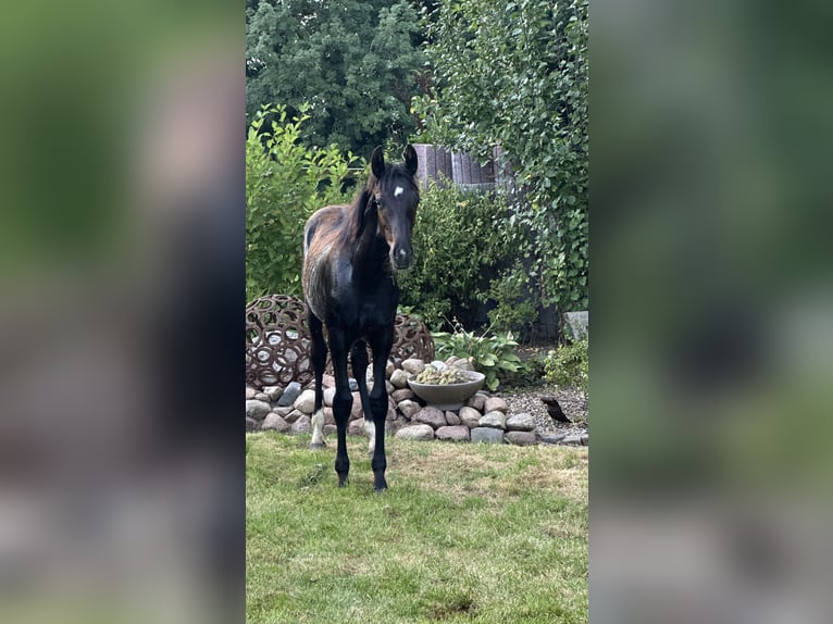 Oldenburg Stallion Foal (02/2025) Black in Ihlow