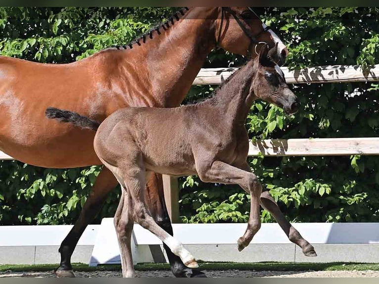 Oldenburg Stallion  Black in Vechta