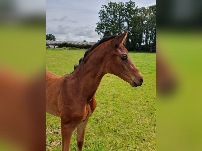 Oldenburg Stallion  Brown in Coesfeld