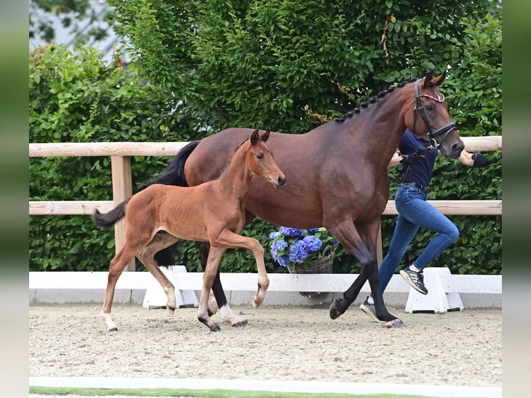 Oldenburg Stallion  Brown in Coesfeld