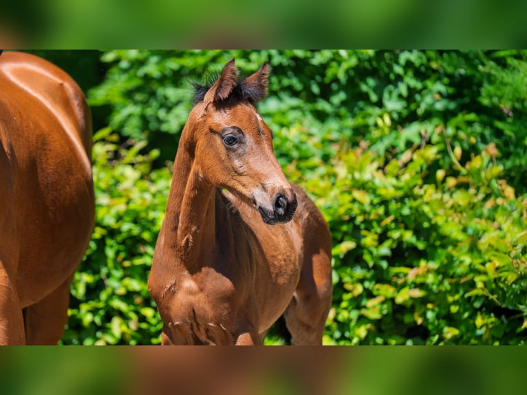 Oldenburg Stallion  Brown in Mnchengladbach