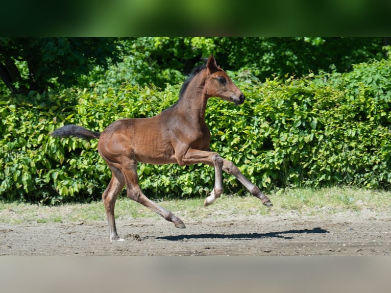 Oldenburg Stallion  Brown in Mnchengladbach