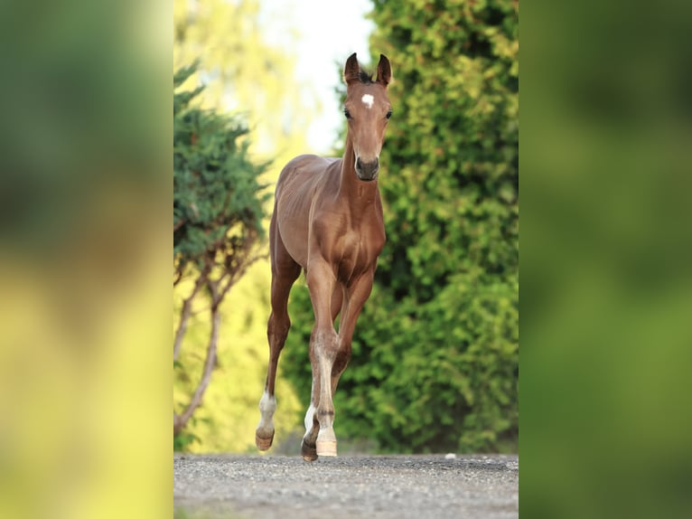 Oldenburg Stallion Foal (05/2025) Brown in Olszowa