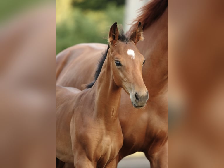 Oldenburg Stallion Foal (05/2025) Brown in Olszowa