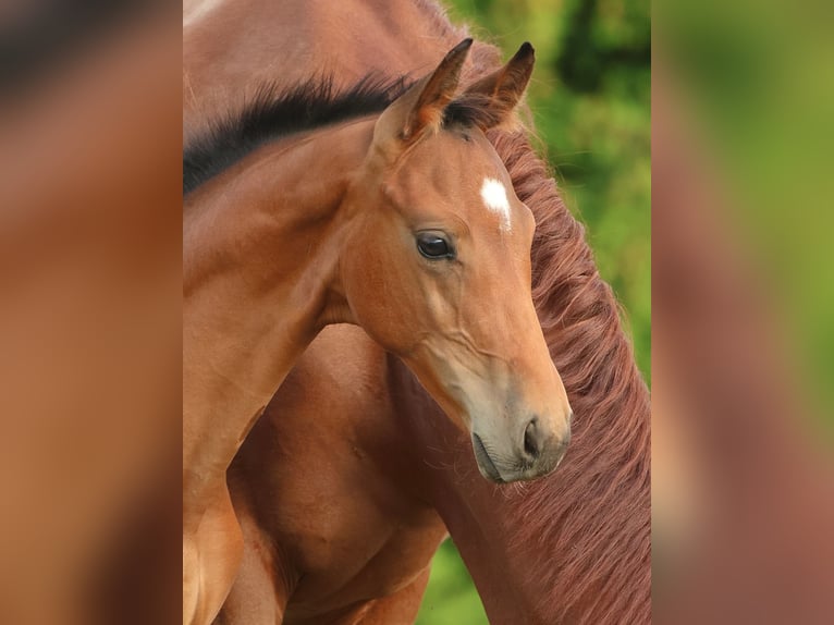 Oldenburg Stallion Foal (05/2025) Brown in Olszowa
