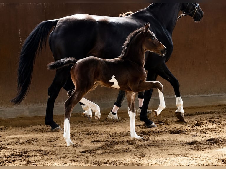 Oldenburg Stallion Foal (01/2026) Brown in Secaucus