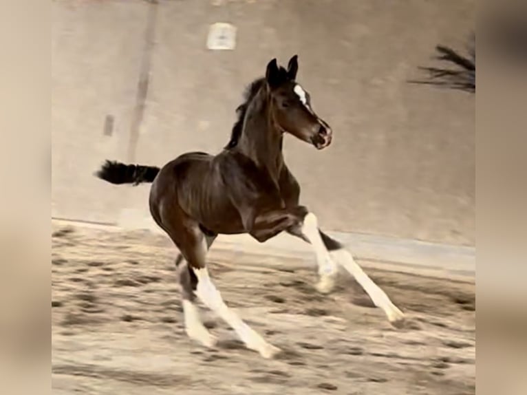 Oldenburg Stallion Foal (01/2026) Brown in Secaucus