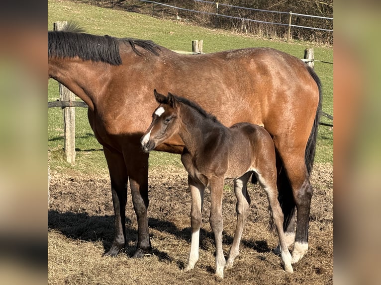 Oldenburg Stallion Foal (03/2026) Brown in Hanerau-Hademarschen