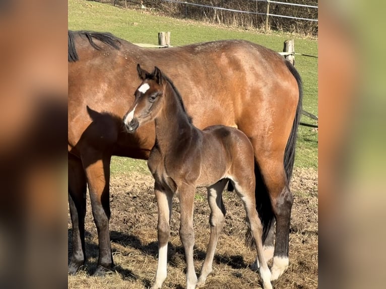 Oldenburg Stallion Foal (03/2026) Brown in Hanerau-Hademarschen