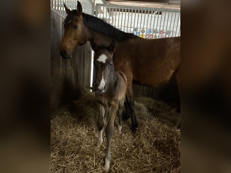 Oldenburg Stallion Foal (03/2026) Brown in Hanerau-Hademarschen