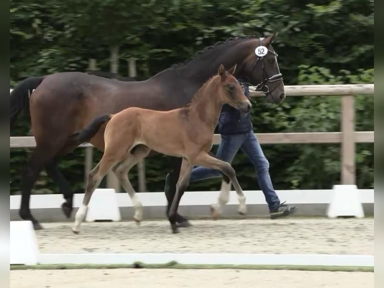 Oldenburg Stallion  Brown in Bruchhausen-Vilsen