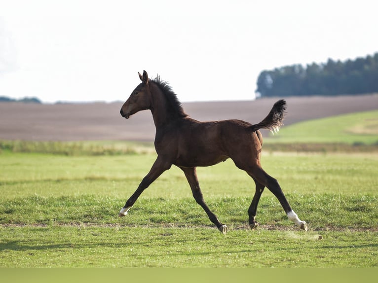 Oldenburg Stallion Foal (05/2026) Brown in Chwarstnica