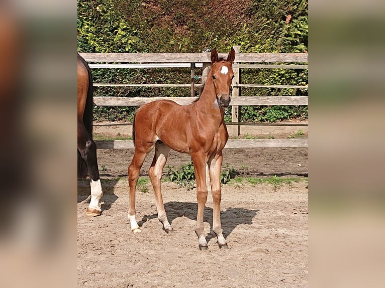 Oldenburg Stallion  Brown in Damme