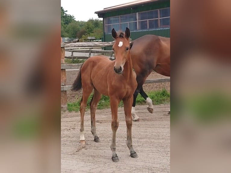 Oldenburg Stallion Foal (05/2025) Brown in Damme
