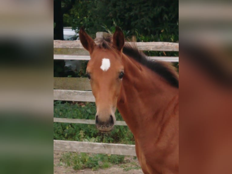 Oldenburg Stallion Foal (05/2025) Brown in Damme