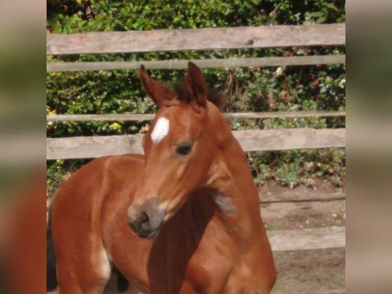 Oldenburg Stallion  Brown in Damme