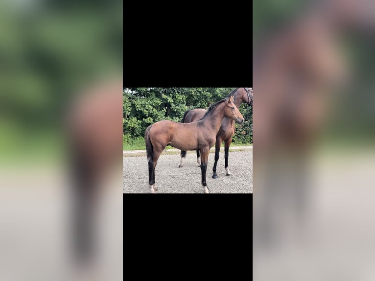Oldenburg Stallion Foal (04/2023) Brown in Elmlohe