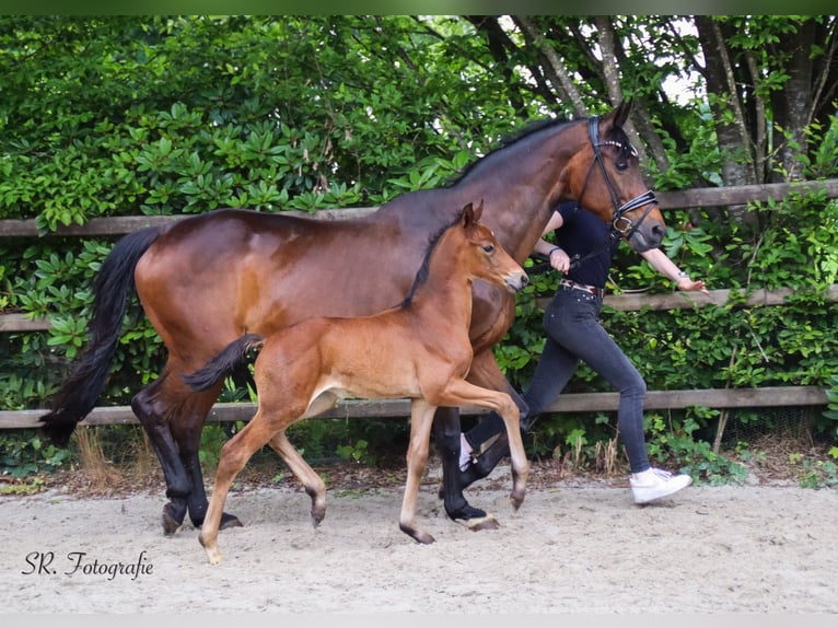 Oldenburg Stallion  Brown in Emstek