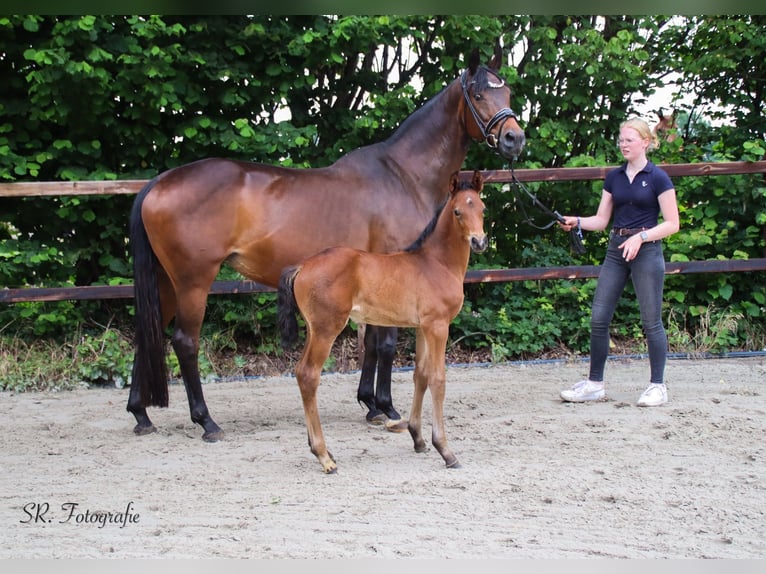 Oldenburg Stallion  Brown in Emstek