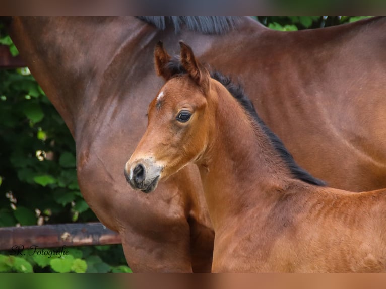 Oldenburg Stallion  Brown in Emstek