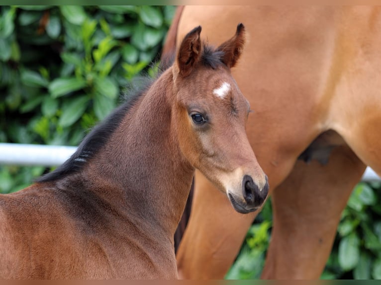 Oldenburg Stallion Foal (05/2023) Brown in Essen (Oldenburg)