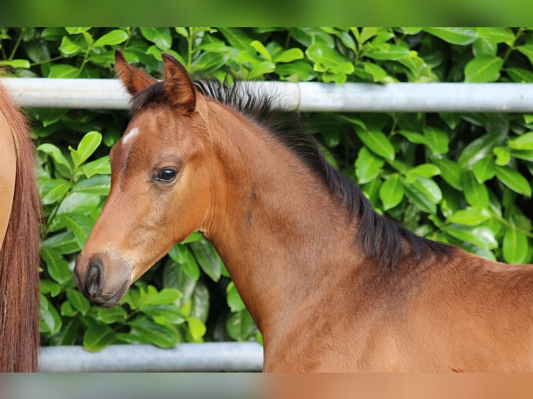 Oldenburg Stallion Foal (05/2023) Brown in Essen (Oldenburg)