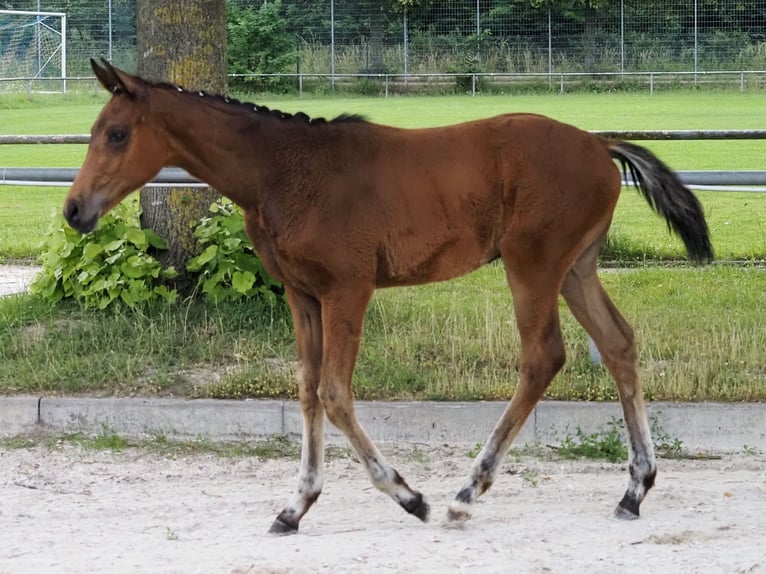 Oldenburg Stallion Foal (02/2026) Brown in Alsbach-Hähnlein