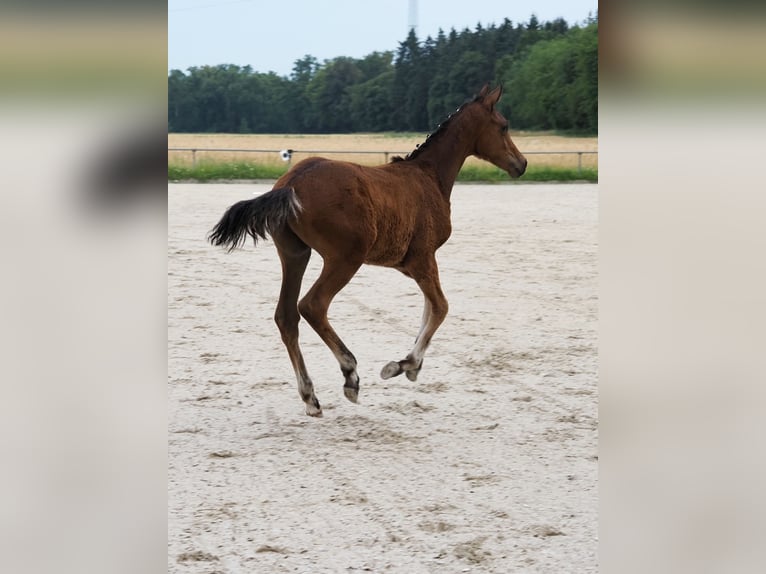 Oldenburg Stallion Foal (02/2026) Brown in Alsbach-Hähnlein
