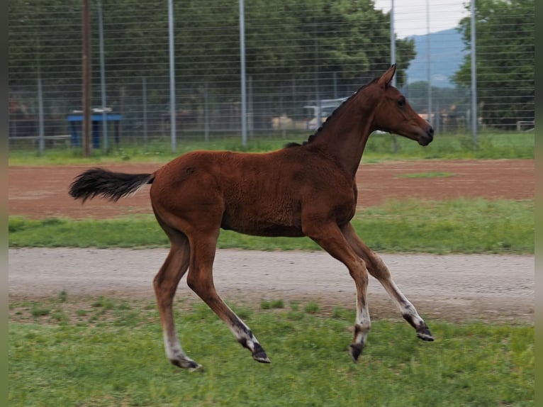 Oldenburg Stallion Foal (02/2026) Brown in Alsbach-Hähnlein