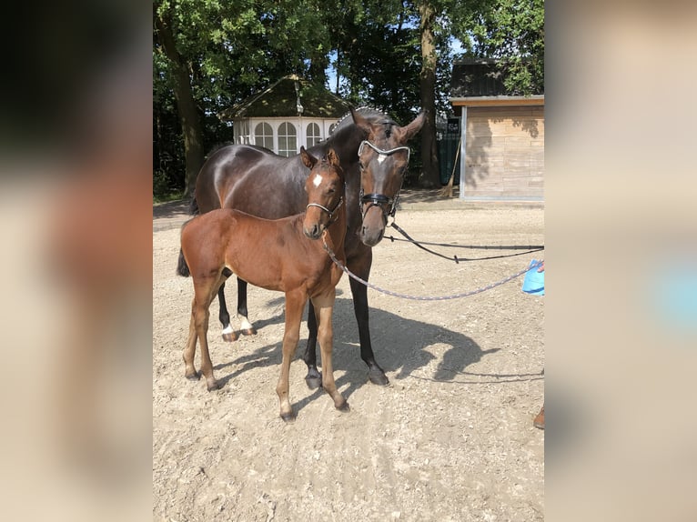 Oldenburg Stallion Foal (05/2024) Brown in Hiddenhausen