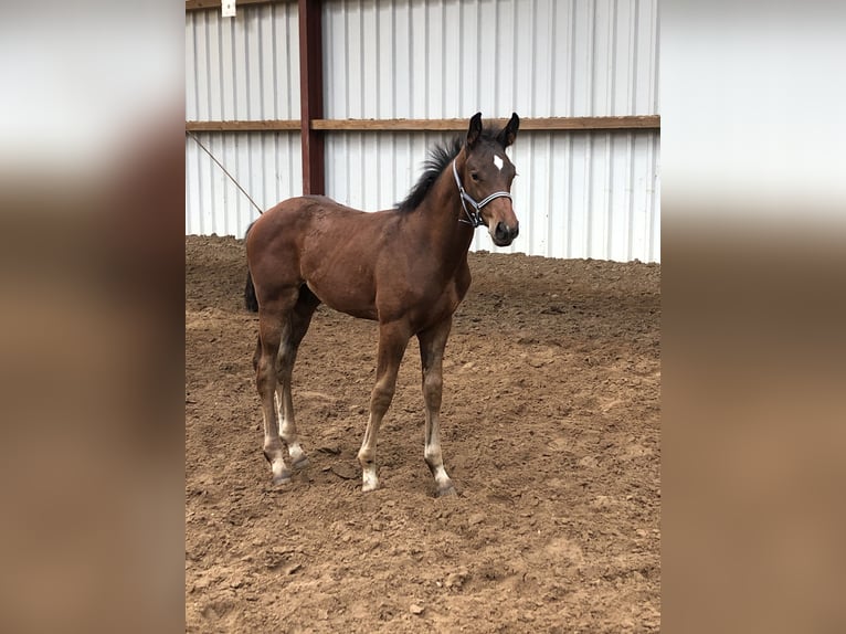 Oldenburg Stallion Foal (05/2024) Brown in Hiddenhausen