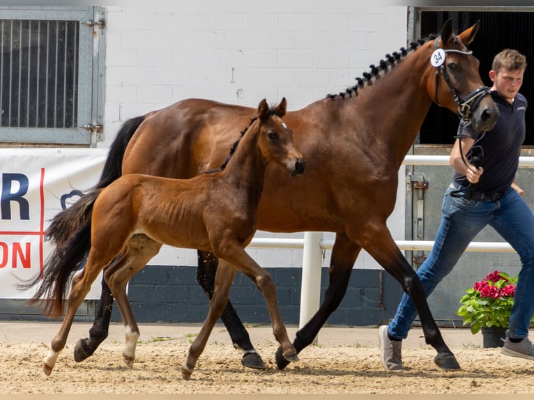 Oldenburg Stallion Foal (04/2024) Brown in Laubach