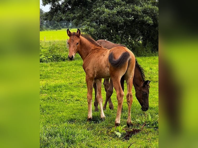 Oldenburg Stallion Foal (05/2025) Brown in Gro&#xDF;heide
