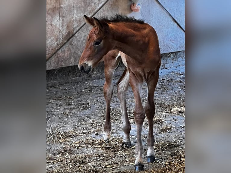 Oldenburg Stallion Foal (05/2025) Brown in Gro&#xDF;heide