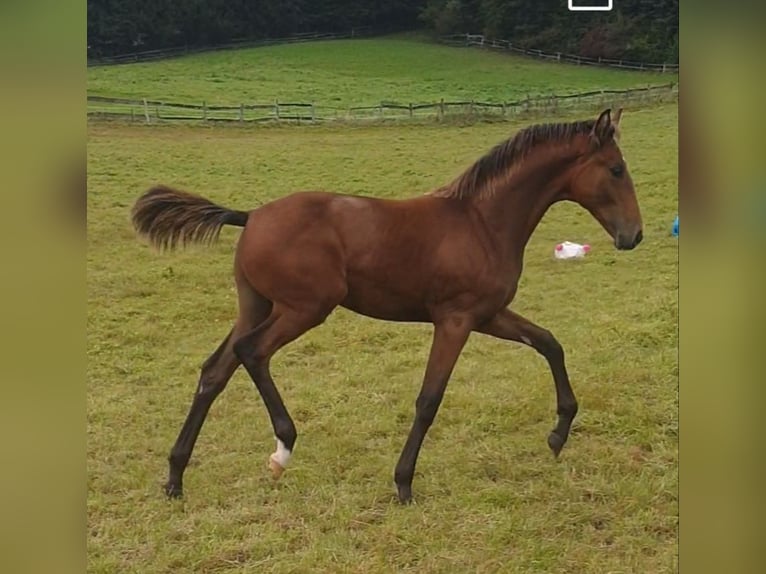 Oldenburg Stallion Foal (04/2025) Brown in Bissendorf