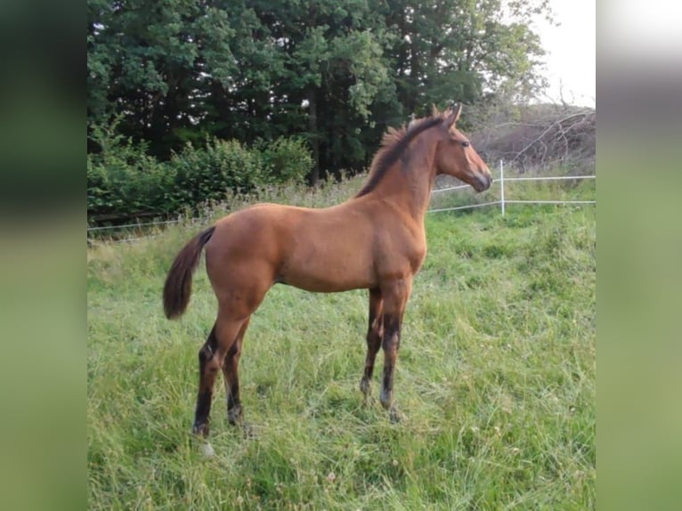 Oldenburg Stallion Foal (04/2025) Brown in Bissendorf