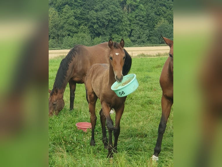 Oldenburg Stallion Foal (04/2025) Brown in Bissendorf