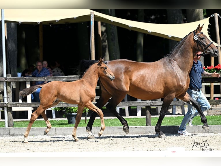 Oldenburg Stallion Foal (04/2025) Brown in Bissendorf