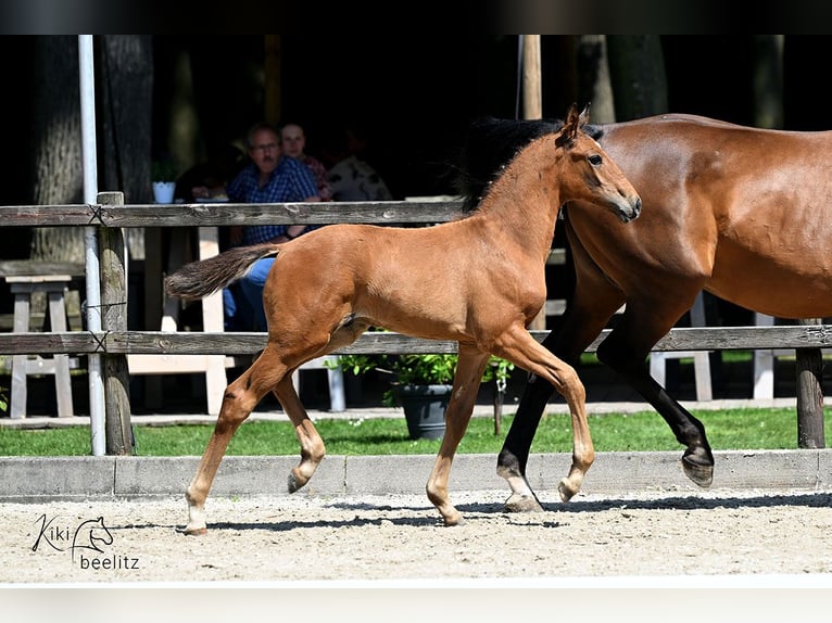 Oldenburg Stallion Foal (04/2025) Brown in Bissendorf