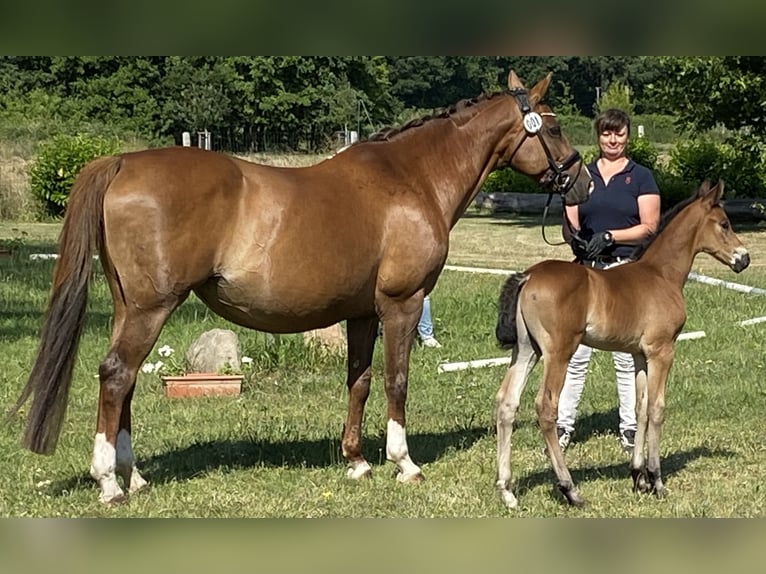 Oldenburg Stallion  Brown in Oebisfelde