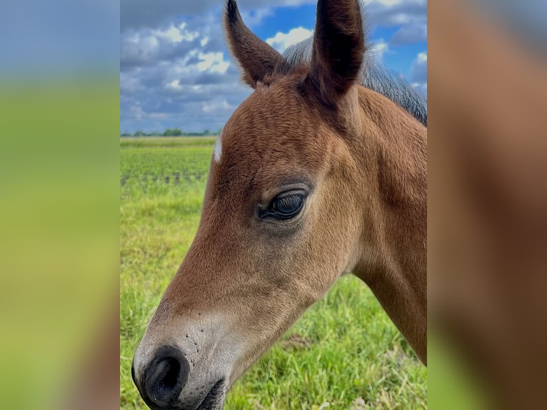 Oldenburg Stallion  Brown in Oebisfelde