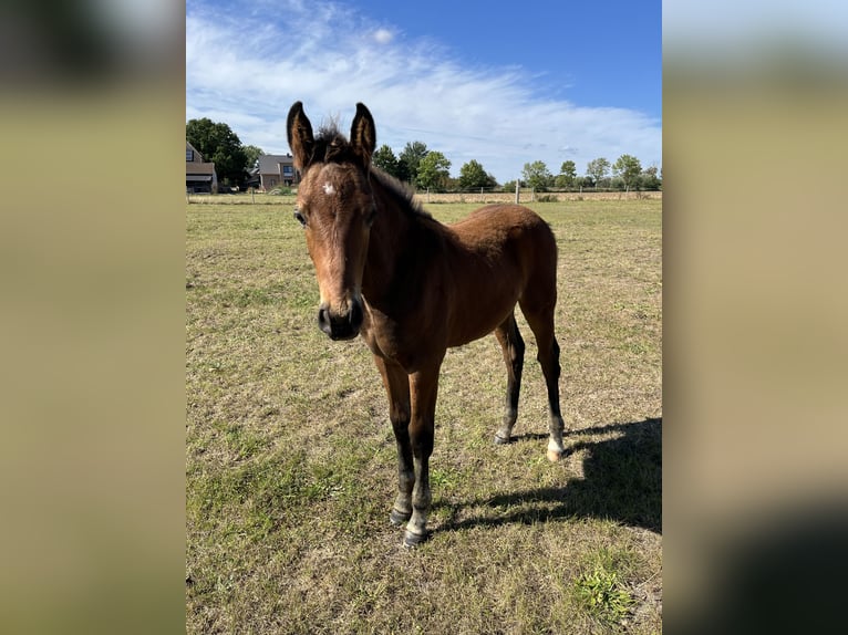 Oldenburg Stallion Foal (05/2025) Brown in Oebisfelde
