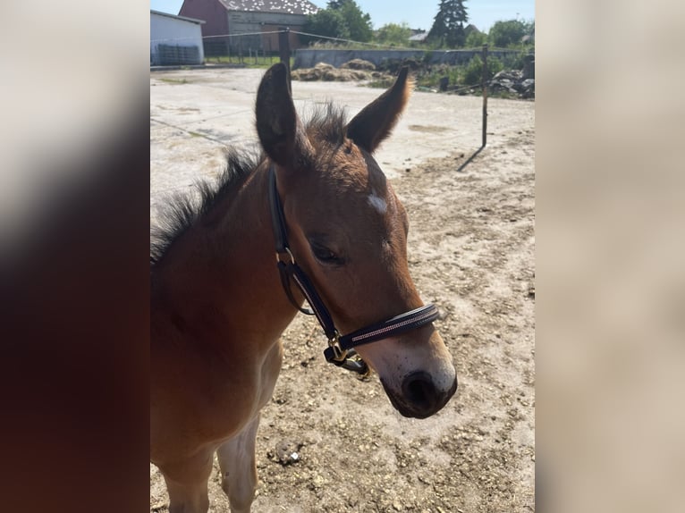 Oldenburg Stallion  Brown in Oebisfelde