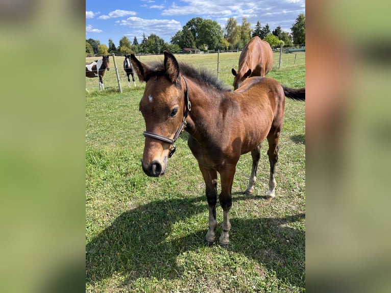 Oldenburg Stallion Foal (05/2025) Brown in Oebisfelde