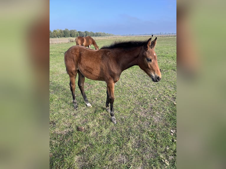 Oldenburg Stallion Foal (05/2025) Brown in Oebisfelde