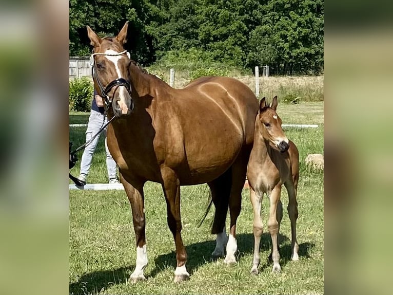 Oldenburg Stallion  Brown in Oebisfelde