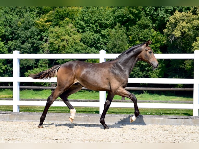 Oldenburg Stallion Foal (02/2024) Brown in Fontaine-l&#39;Abbé