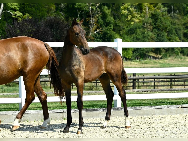 Oldenburg Stallion Foal (02/2024) Brown in Fontaine-l&#39;Abbé