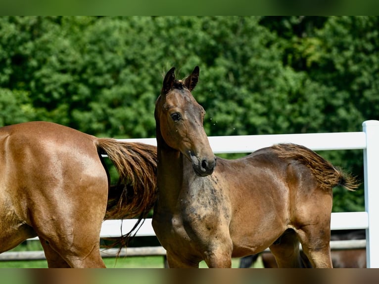 Oldenburg Stallion Foal (02/2024) Brown in Fontaine-l&#39;Abbé